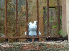 Lapin Bleu au bagne de Cayenne...